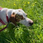 Pointer Mischling Duna, 08/2021, ca. 50 cm