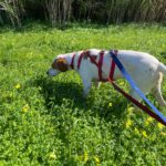 Pointer Mischling Duna, 08/2021, ca. 50 cm