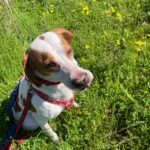 Pointer Mischling Duna, 08/2021, ca. 50 cm