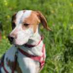 Pointer Mischling Duna, 08/2021, ca. 50 cm