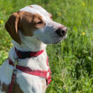 Pointer Mischling Duna, 08/2021, ca. 50 cm