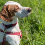 Pointer Mischling Duna, 08/2021, ca. 50 cm