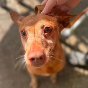 Podenco Elda, 12/2016, ca. 40 cm