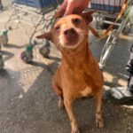 Podenco Elda, 12/2016, ca. 40 cm