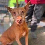 Podenco Elda, 12/2016, ca. 40 cm