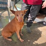 Podenco Elda, 12/2016, ca. 40 cm