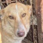 Mischling Ella, 02/2024, ca. 40 cm