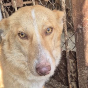 Mischling Ella, 02/2024, ca. 40 cm