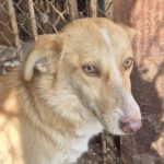 Mischling Ella, 02/2024, ca. 40 cm