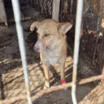 Mischling Ella, 02/2024, ca. 40 cm