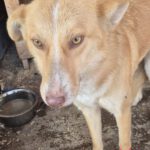 Mischling Ella, 02/2024, ca. 40 cm