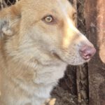 Mischling Ella, 02/2024, ca. 40 cm