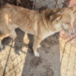 Mischling Ella, 02/2024, ca. 40 cm