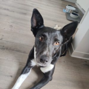 Mischling Ellie, 01/2025, ca. 45 cm, 04179 Leipzig