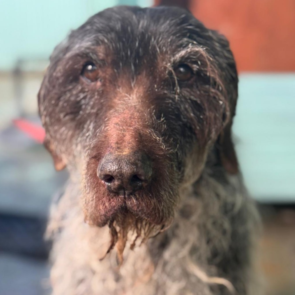 Deutsch-Drahthaar-Mischling Estrella, 01/2012, ca. 55 cm