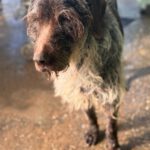 Deutsch-Drahthaar-Mischling Estrella, 01/2012, ca. 55 cm