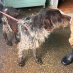 Deutsch-Drahthaar-Mischling Estrella, 01/2012, ca. 55 cm