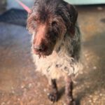 Deutsch-Drahthaar-Mischling Estrella, 01/2012, ca. 55 cm