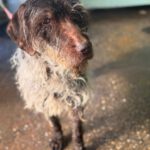 Deutsch-Drahthaar-Mischling Estrella, 01/2012, ca. 55 cm