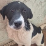 Mischling Feivel, 10/2025, Endgröße ca. 60 cm