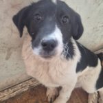 Mischling Feivel, 10/2025, Endgröße ca. 60 cm