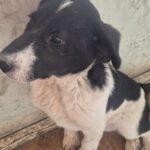 Mischling Feivel, 10/2025, Endgröße ca. 60 cm