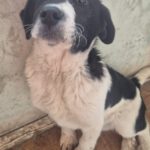 Mischling Feivel, 10/2025, Endgröße ca. 60 cm