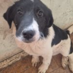 Mischling Feivel, 10/2025, Endgröße ca. 60 cm