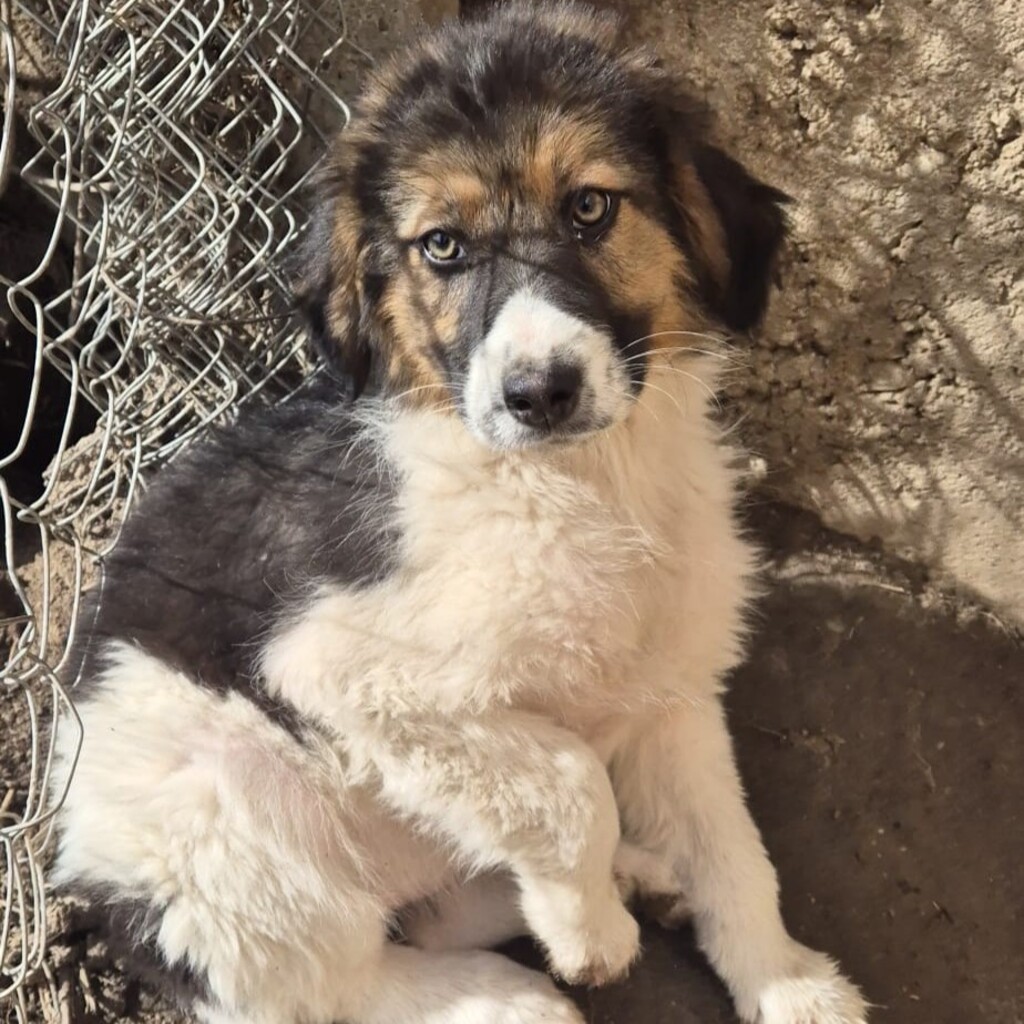 Mischling Flora, 11/2025, Endgröße ca. 43 cm