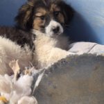 Mischling Flora, 11/2025, Endgröße ca. 43 cm