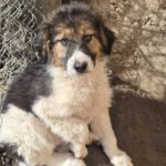 Mischling Flora, 11/2025, Endgröße ca. 43 cm