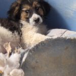 Mischling Flora, 11/2025, Endgröße ca. 43 cm