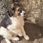 Mischling Flora, 11/2025, Endgröße ca. 43 cm