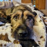 Mischling Gianna, 09/2023, ca. 50 cm, 35753 Greifenstein