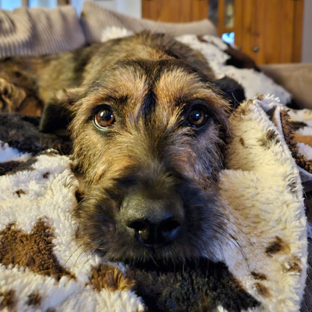 Mischling Gianna, 09/2023, ca. 50 cm, 35753 Greifenstein