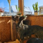 Mischling Gianna, 09/2023, ca. 50 cm, 35753 Greifenstein