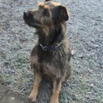 Mischling Gianna, 09/2023, ca. 50 cm, 35753 Greifenstein