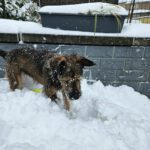 Mischling Gianna, 09/2023, ca. 50 cm, 35753 Greifenstein