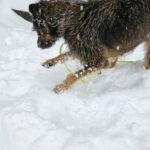 Mischling Gianna, 09/2023, ca. 50 cm, 35753 Greifenstein