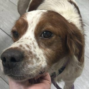 Epagneul Breton Gintonic, 07/2023, ca. 41 cm