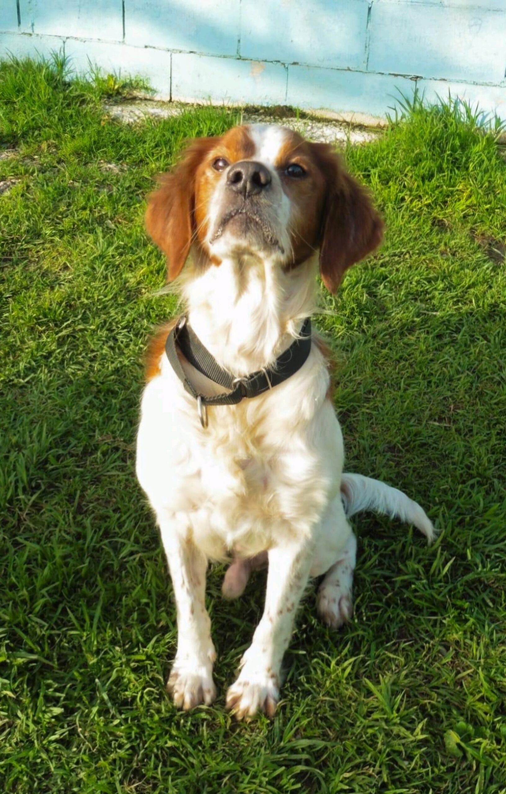 Epagneul Breton Gintonic, 07/2023, ca. 41 cm