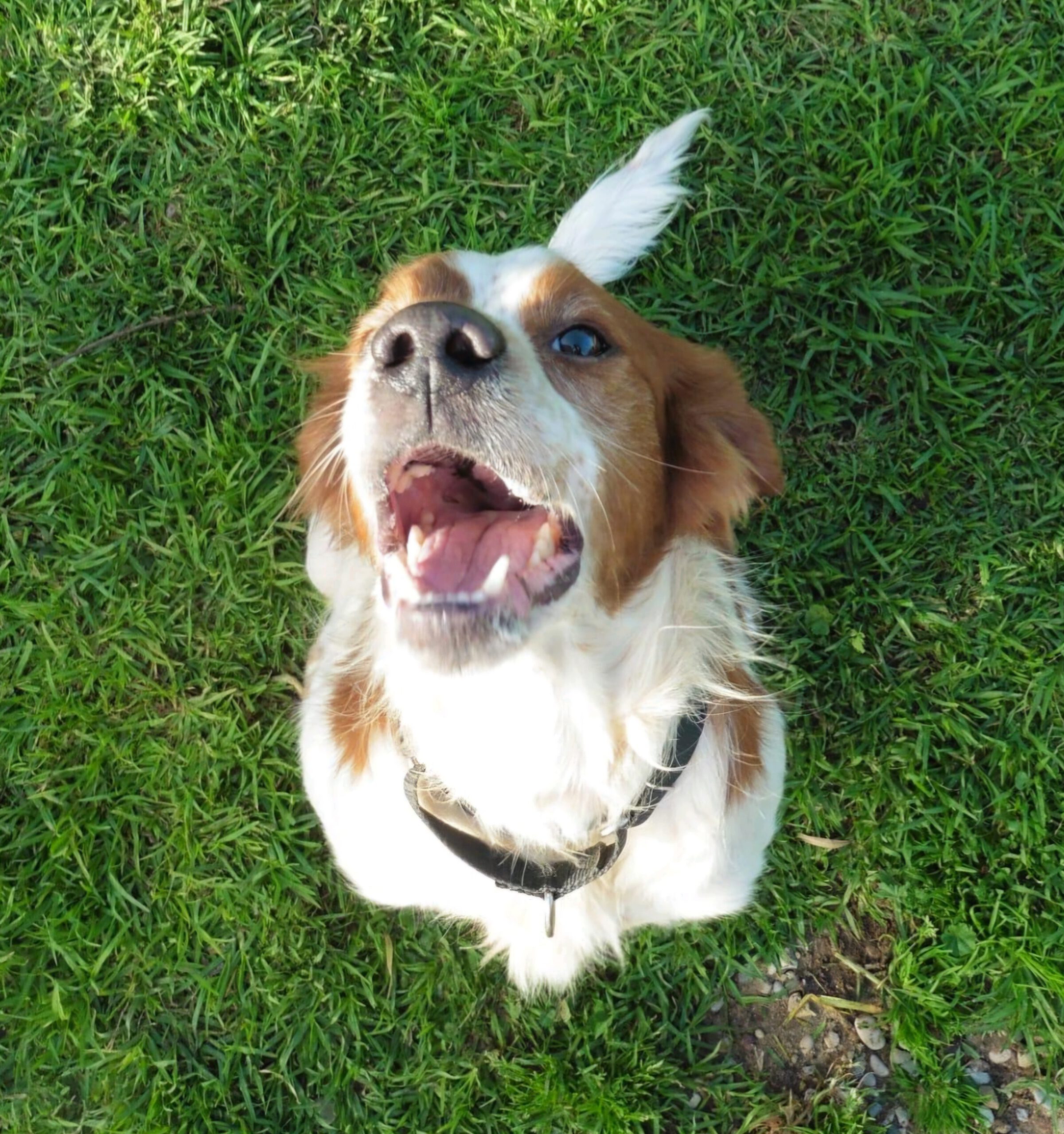 Epagneul Breton Gintonic, 07/2023, ca. 41 cm