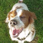 Epagneul Breton Gintonic, 07/2023, ca. 41 cm