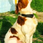 Epagneul Breton Gintonic, 07/2023, ca. 41 cm