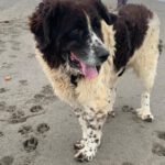 Mastin Mischling Giselle, 08/2022, ca. 70 cm