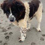 Mastin Mischling Giselle, 08/2022, ca. 70 cm