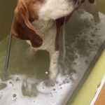 Beagle Golfo, 09/2023, ca. 40 cm