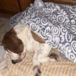 Beagle Golfo, 09/2023, ca. 40 cm