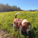 Beagle Golfo, 09/2023, ca. 40 cm