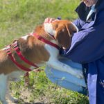 Beagle Golfo, 09/2023, ca. 40 cm